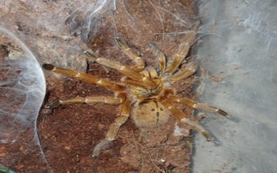 pterinochillus murinus adult female tarantula 